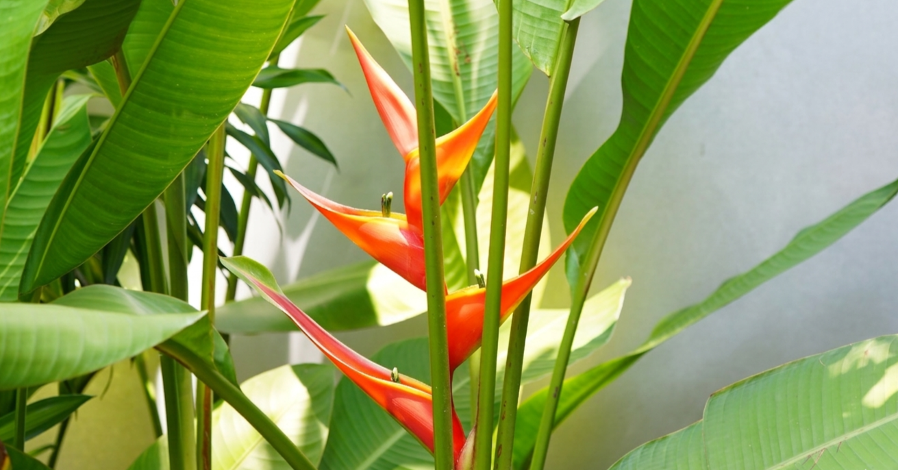 Helconia (Pisang Betet)