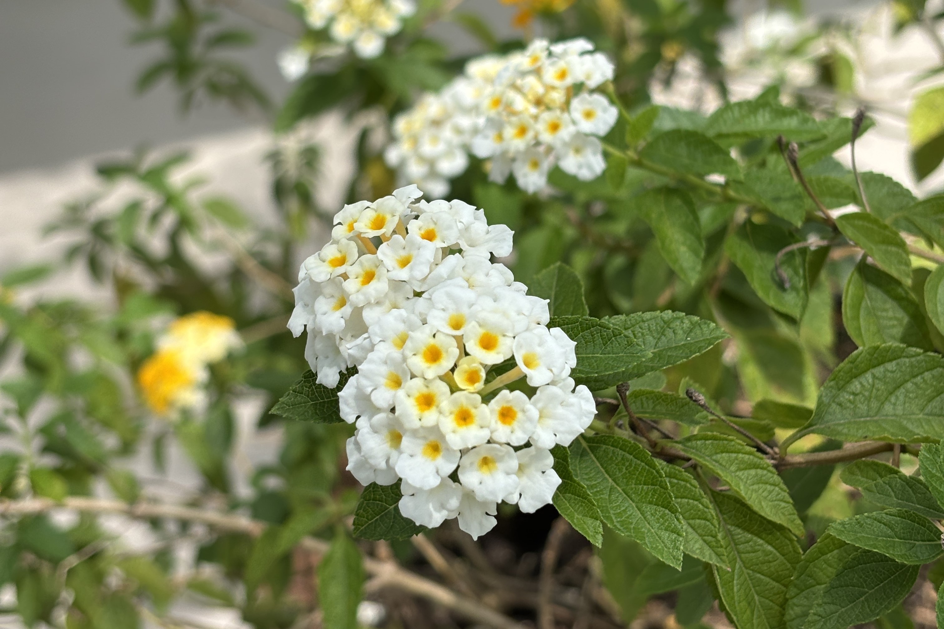 Lantana