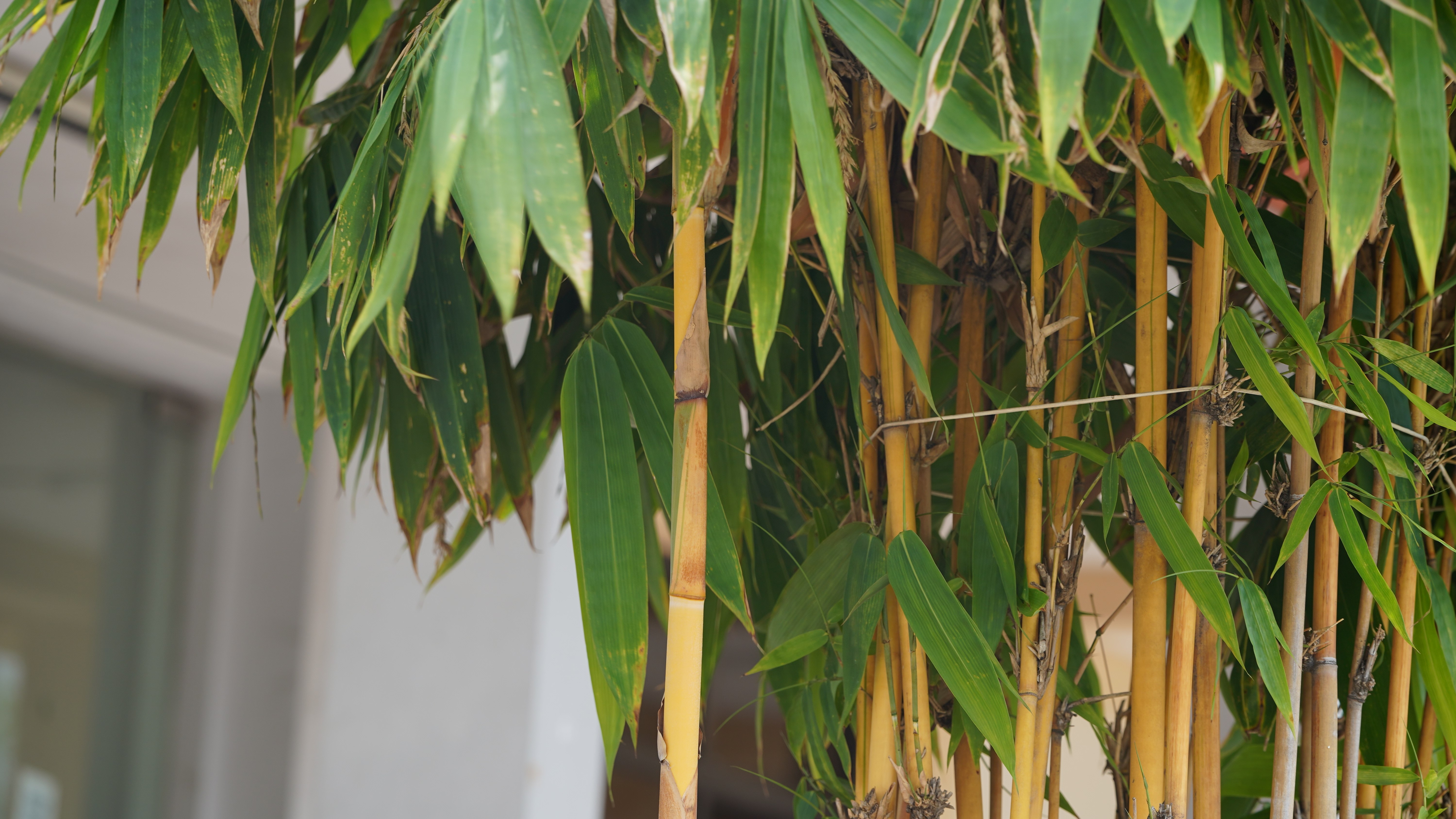 Pring Kuning (Bambu Kuning)