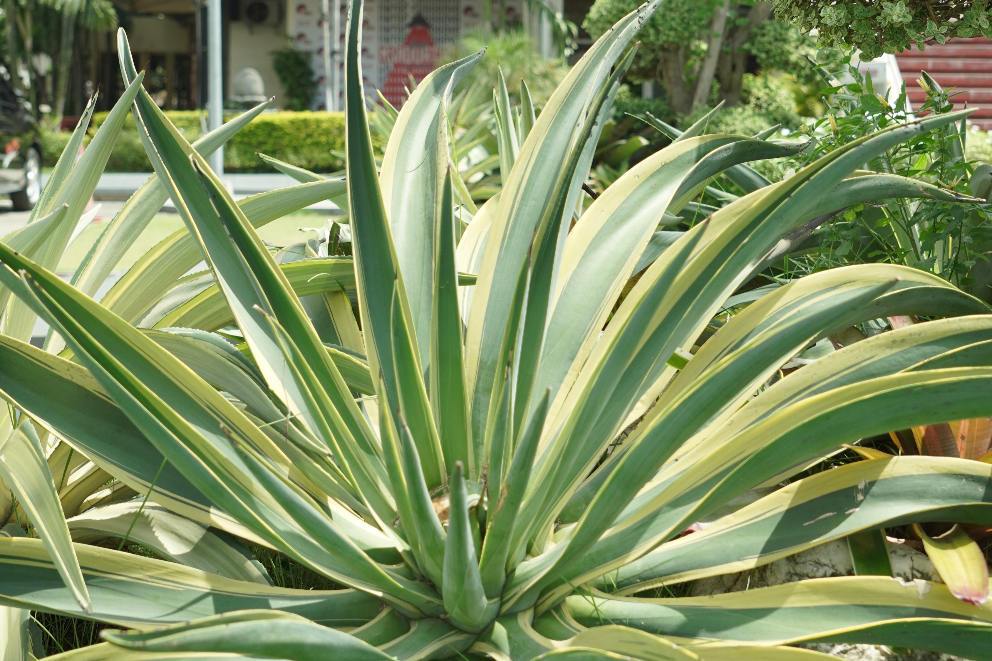 Agave