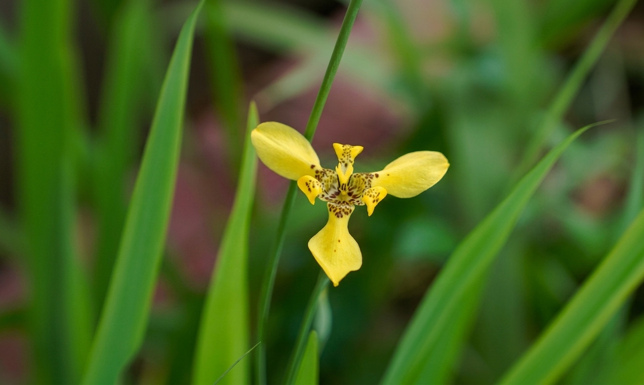 Iris Kuning / Anggrek Tanah