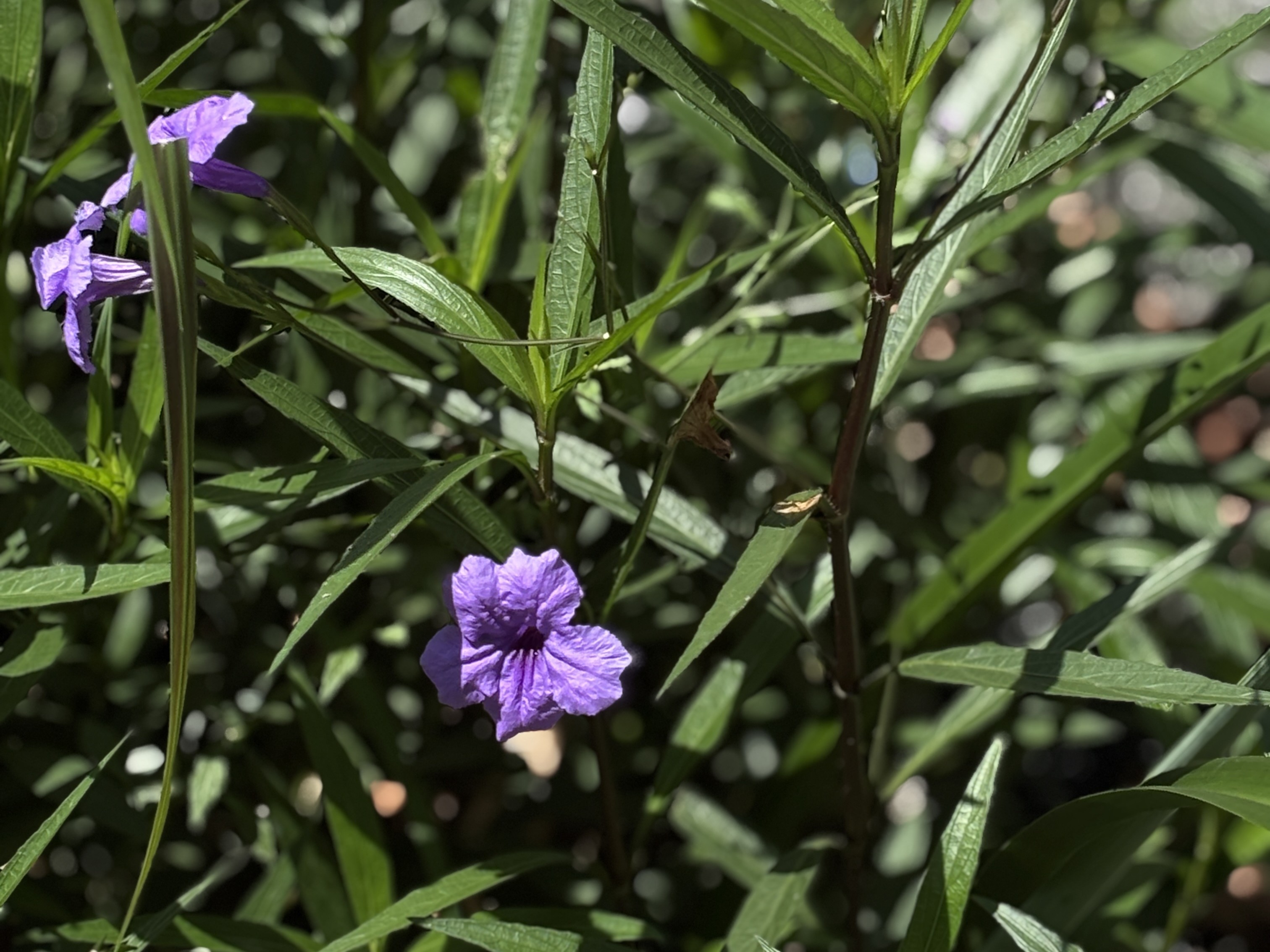 Ruellia