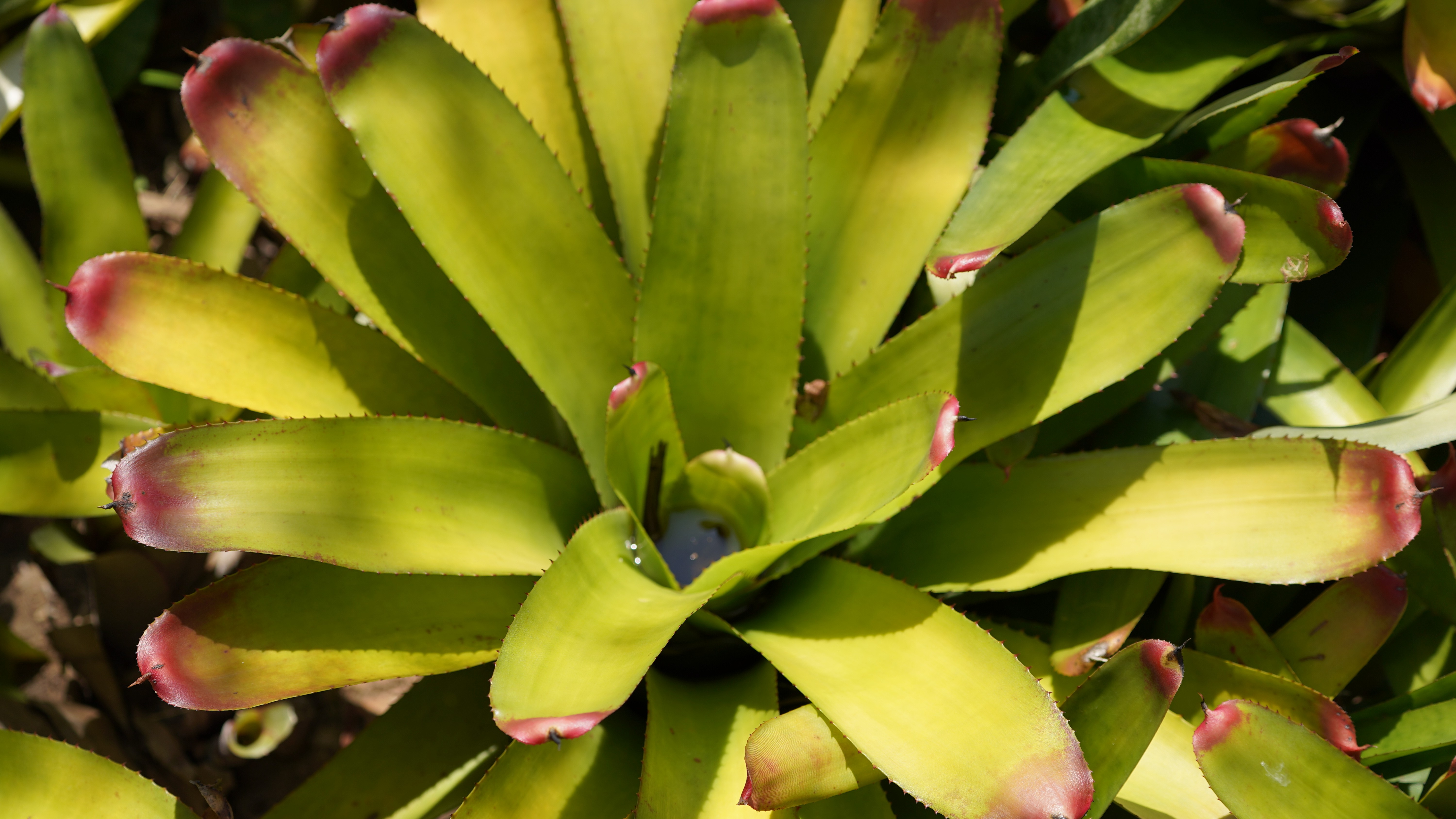 Bromelia
